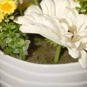 Great Gerbera Daisy Plant